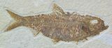 Detailed, Knightia Fossil Fish - Wyoming #54300-1